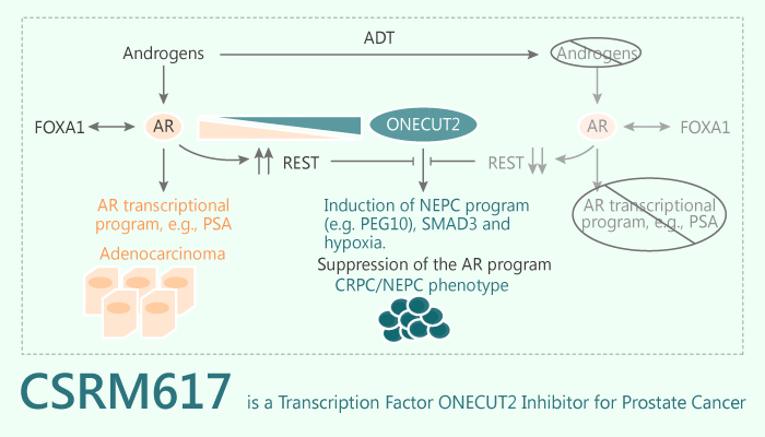 CSRM617 is a Transcription Factor ONECUT2 Inhibitor for Prostate Cancer