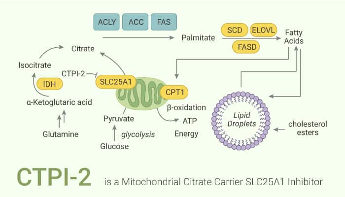 CTPI-2 is a Mitochondrial Citrate Carrier SLC25A1 Inhibitor