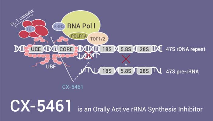 CX-5461 is an Orally Active rRNA Synthesis Inhibitor