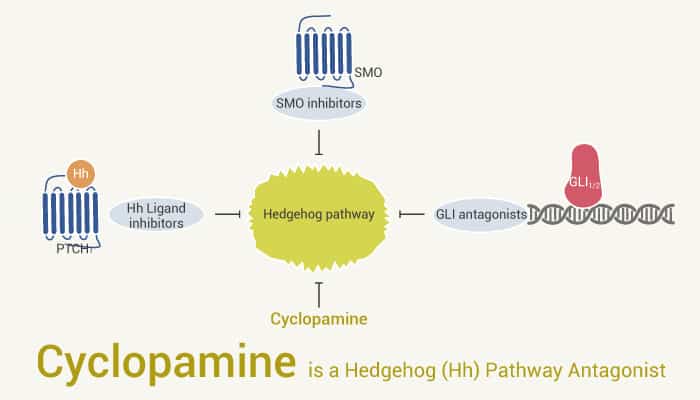 Cyclopamine is a Hedgehog (Hh) Pathway Antagonist