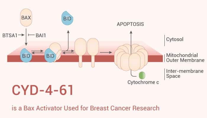 CYD-4-61 is a Bax Activator Used for Breast Cancer Research