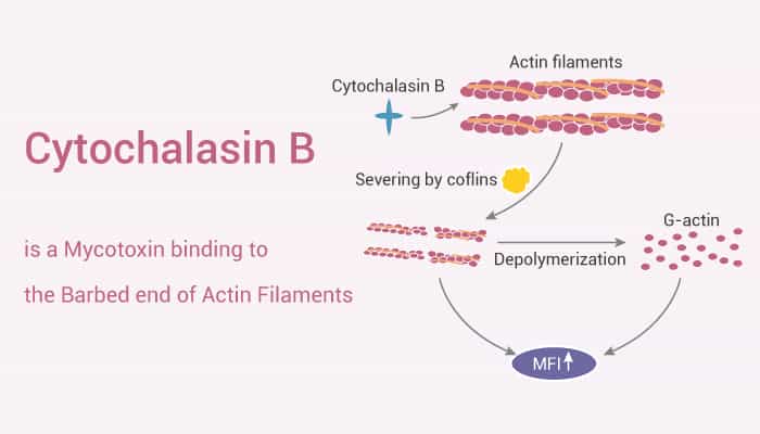 Cytochalasin B is a Mycotoxin binding to the Barbed end of Actin Filaments