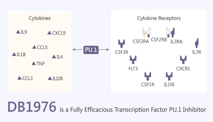 DB1976 is a Fully Efficacious Transcription Factor PU.1 Inhibitor