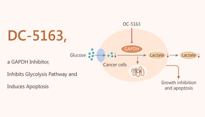 DC-5163, a GAPDH Inhibitor, Inhibits Glycolysis Pathway and Induces Apoptosis