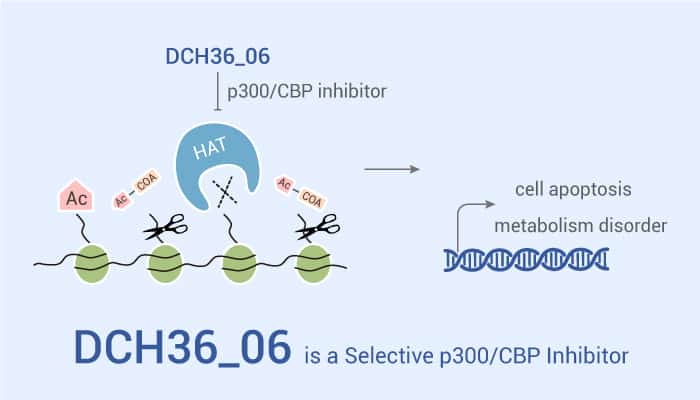 DCH36_06 is a Selective p300/CBP Inhibitor