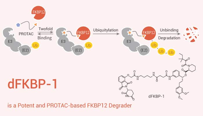 dFKBP-1 is a Potent and PROTAC-based FKBP12 Degrader
