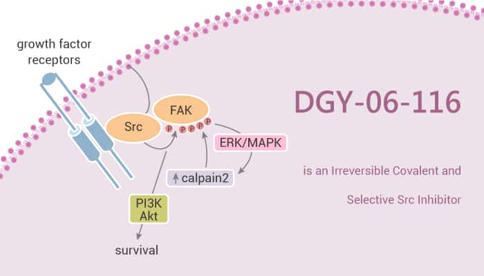 DGY-06-116 is an Irreversible Covalent and Selective Src Inhibitor