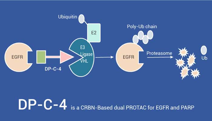 DP-C-4 is a CRBN-Based dual PROTAC for EGFR and PARP