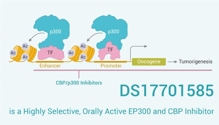 DS17701585 is a Highly Selective, Orally Active EP300 and CBP Inhibitor