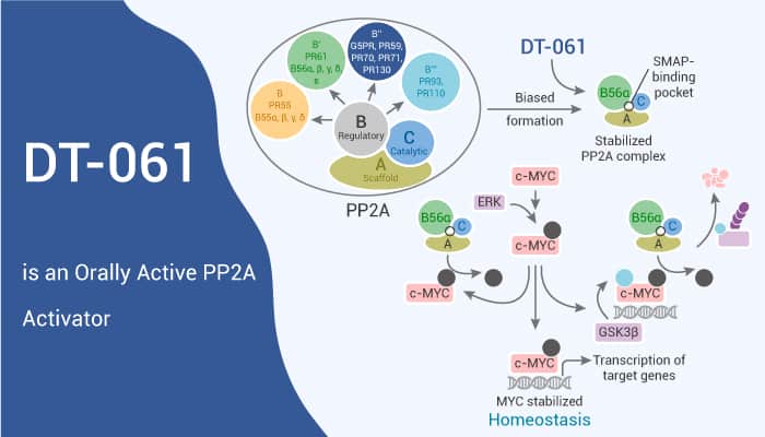 DT-061 is an Orally Active PP2A Activator