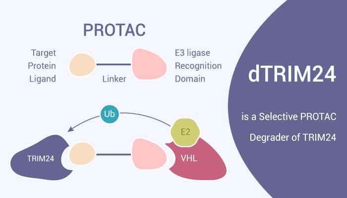 dTRIM24 is a Selective PROTAC Degrader of TRIM24