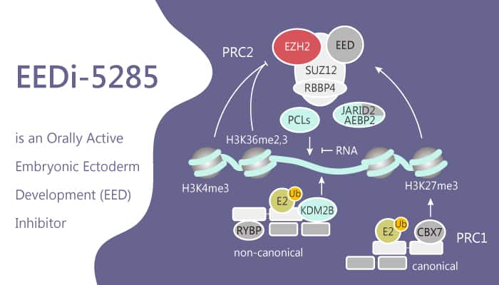 EEDi-5285 is an Orally Active Embryonic Ectoderm Development (EED) Inhibitor