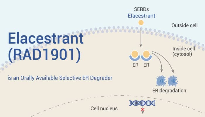 Elacestrant (RAD1901) is an Orally Available Estrogen Receptor Degrader