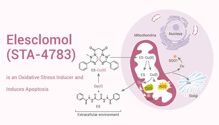 Elesclomol (STA-4783) is an Oxidative Stress Inducer and Induces Apoptosis