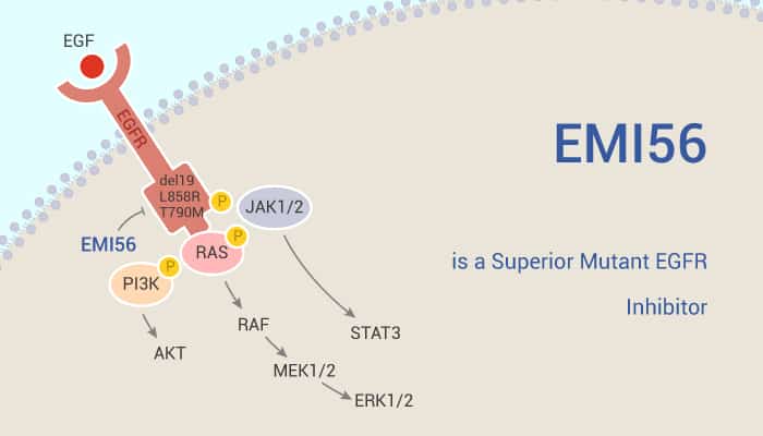 EMI56 is a Superior Mutant EGFR Inhibitor