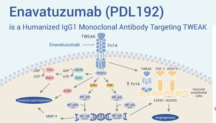 Enavatuzumab (PDL192) is a Humanized IgG1 Monoclonal Antibody Targeting TWEAK