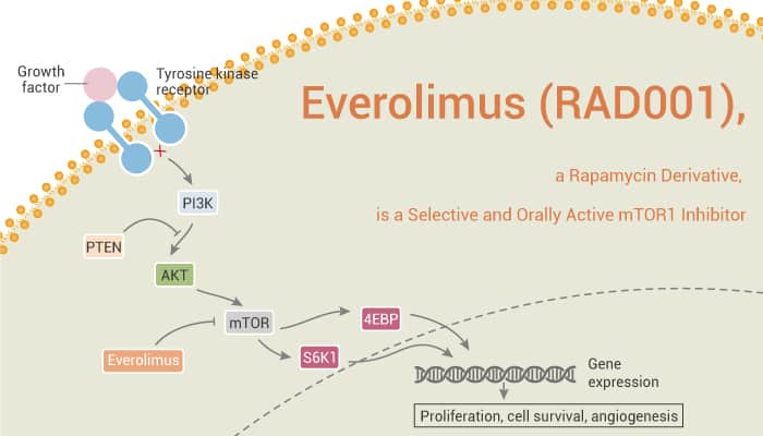 Everolimus (RAD001), a Rapamycin Derivative, is a Selective and Orally Active mTOR1 Inhibitor