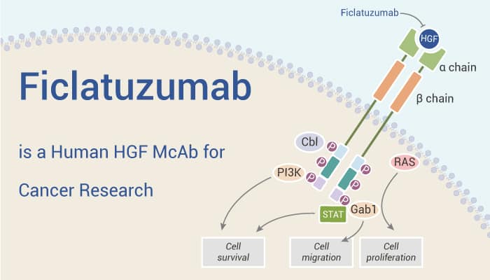 Ficlatuzumab is a Human Hepatocyte Growth Factor (HGF) McAb