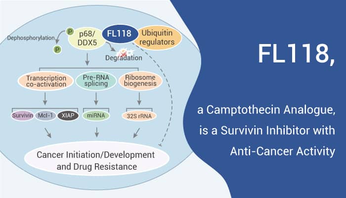 FL118, a Camptothecin Analogue, is a Survivin Inhibitor with Anti-Cancer Activity