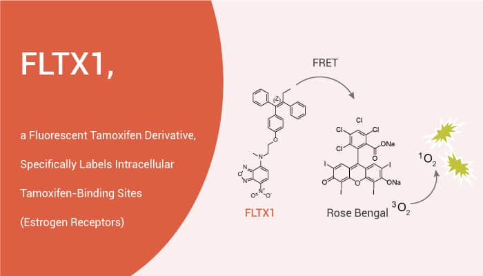 FLTX1, a Fluorescent Tamoxifen Derivative, Specifically Labels Intracellular Binding Sites (ER)