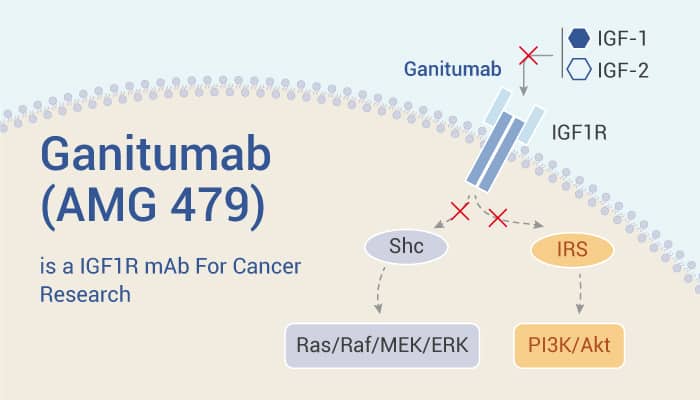 Ganitumab (AMG 479) is an IGF1R mAb for Cancer Research