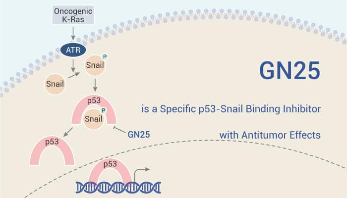 GN25 is a Specific p53-Snail Binding Inhibitor with Antitumor Effects