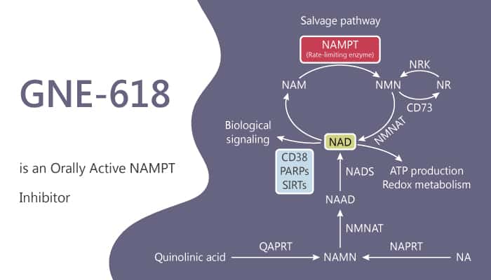 GNE-618 is a Orally Active NAMPT Inhibitor