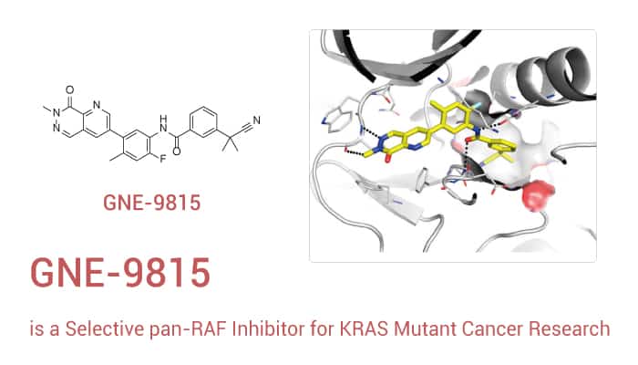 GNE-9815 is a highly selective pan-RAF inhibitor, can be used to research KRAS mutant cancers