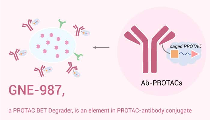 GNE-987, a BET PROTAC Degrader, is a Part of PROTAC-Antibody (CLL1) Conjugate for ADC