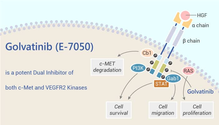 Golvatinib (E-7050) is a potent Dual Inhibitor of both c-Met and VEGFR2 Kinases