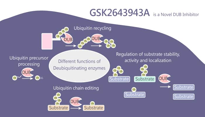 GSK2643943A is a Novel DUB Inhibitor