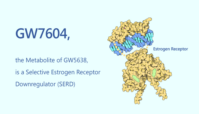 GW7604, the Metabolite of GW5638, is a Selective Estrogen Receptor Downregulator (SERD)