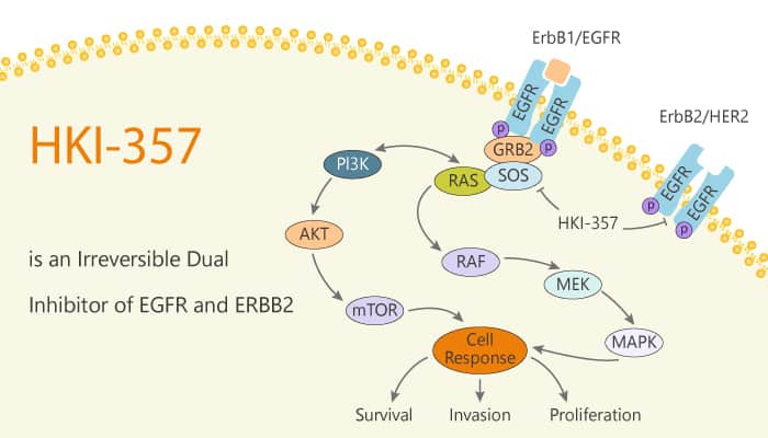 HKI-357 is an Irreversible Dual Inhibitor of EGFR and ERBB2