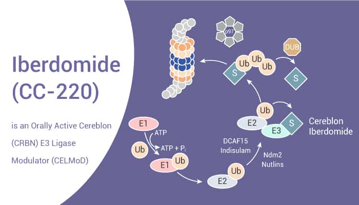 Iberdomide (CC-220) is an Orally Active Cereblon (CRBN) E3 Ligase Modulator (CELMoD)