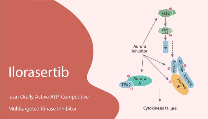 Ilorasertib is an Orally Active ATP-Competitive Multitargeted Kinase Inhibitor
