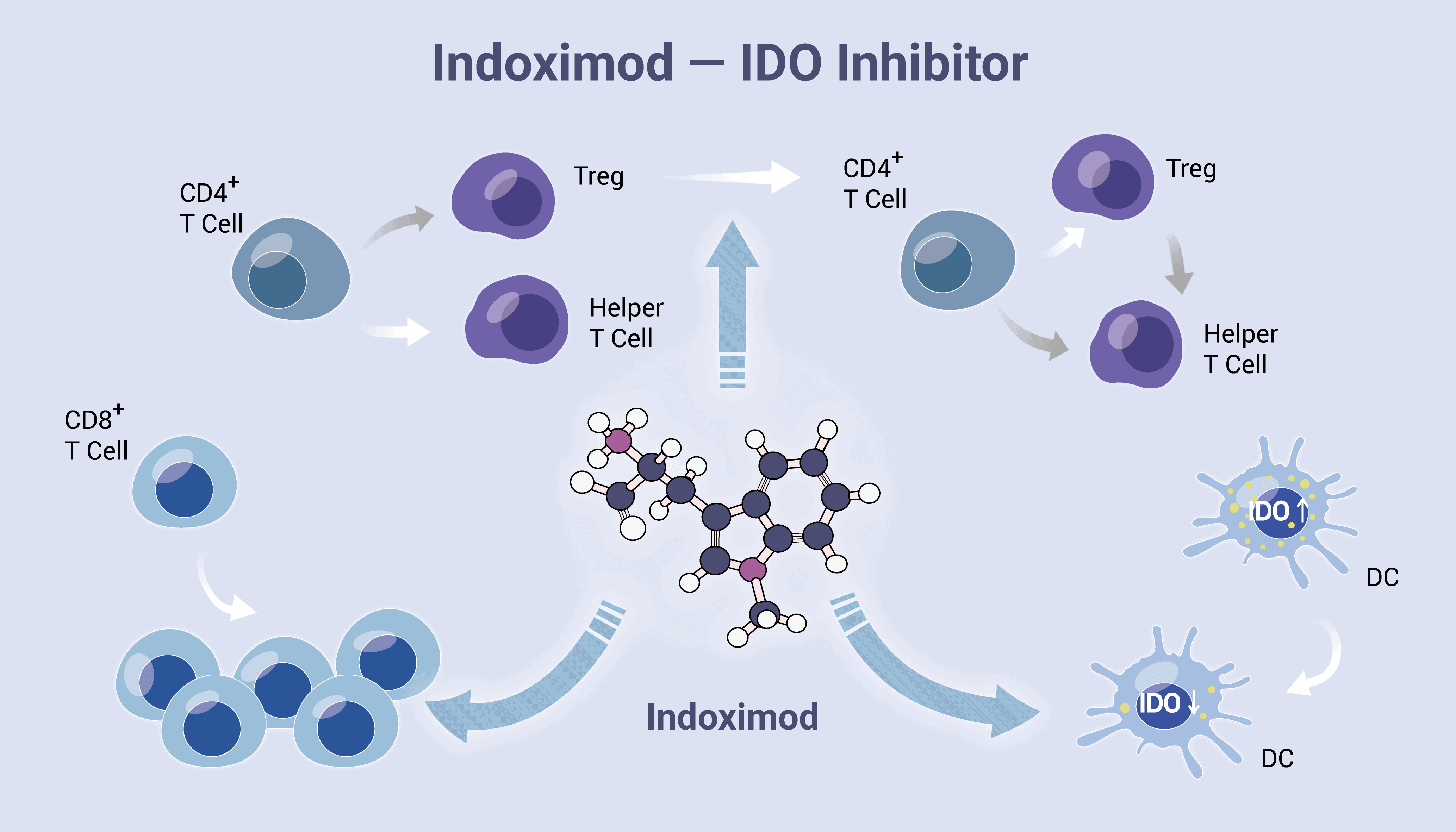 Indoximod, An Immunometabolic Adjuvant, is an IDO Pathway Inhibitor