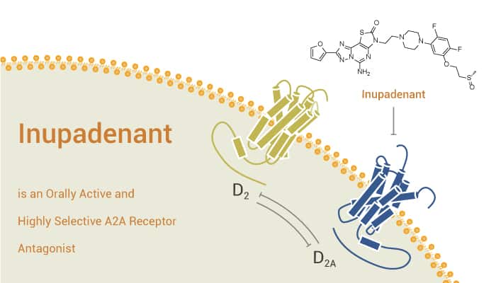 Inupadenant is an Orally Active and Highly Selective A2A Receptor Antagonist