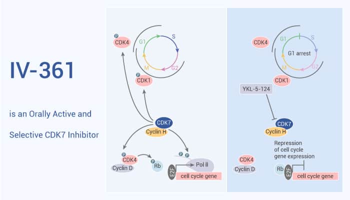 IV-361 is an Orally Active and Selective CDK7 Inhibitor
