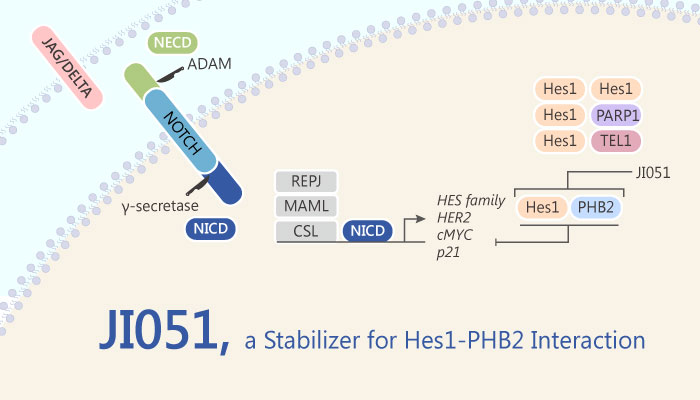 JI051, a Stabilizer for Hes1-PHB2 Interaction
