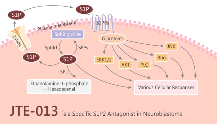 JTE-013 is a Specific S1P2 Antagonist in Neuroblastoma