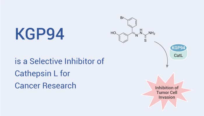 KGP94 is a Selective Inhibitor of Cathepsin L for Cancer Research
