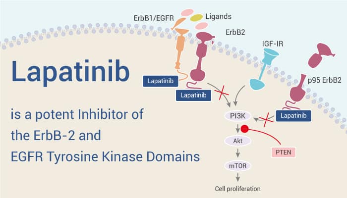 Lapatinib is a Potent Inhibitor of the ErbB-2 and EGFR Tyrosine Kinase Domains
