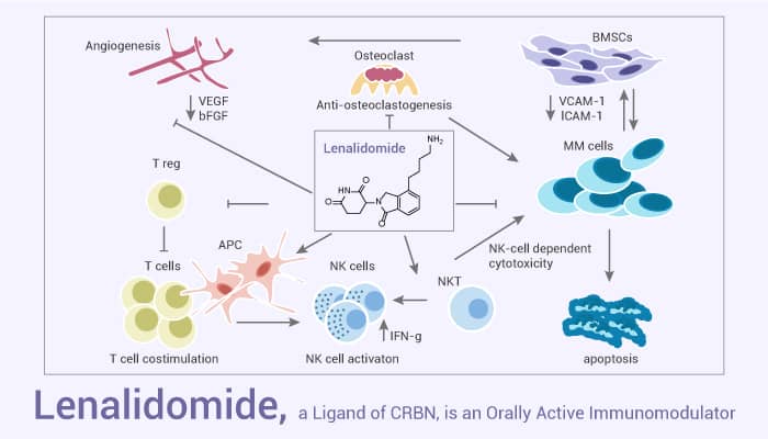 Lenalidomide, a Ligand of CRBN, is an Orally Active Immunomodulator