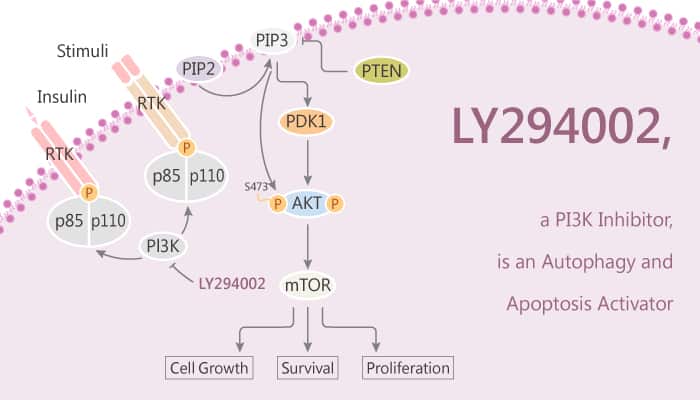 LY294002, a PI3K Inhibitor, is an Autophagy and Apoptosis Inducer