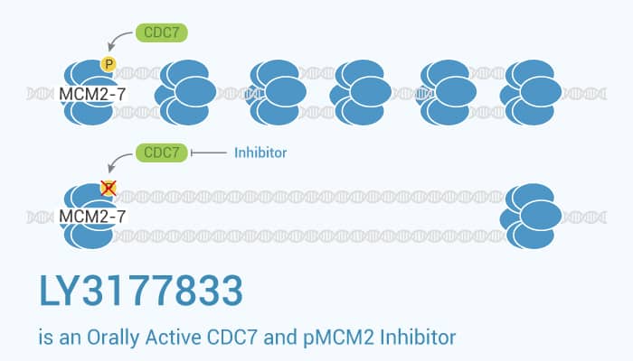 LY3177833 is an Orally Active CDC7 and pMCM2 Inhibitor