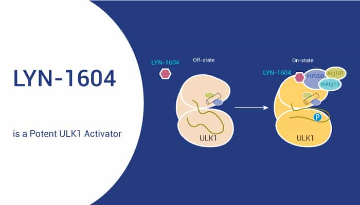 LYN-1604 is a Potent ULK1 Activator