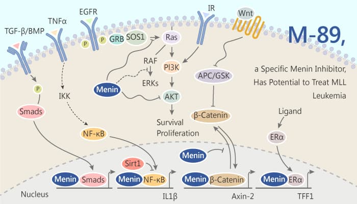 M-89, a Specific Menin inhibitor, Has Potential to Treat MLL Leukemia