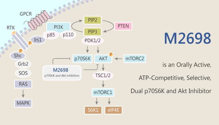 M2698 is an Orally Active, ATP-Competitive, Selective, Dual p70S6K and Akt Inhibitor