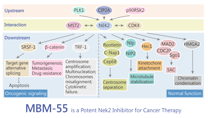 MBM-55 is a Potent Nek2 Inhibitor for Cancer Therapy