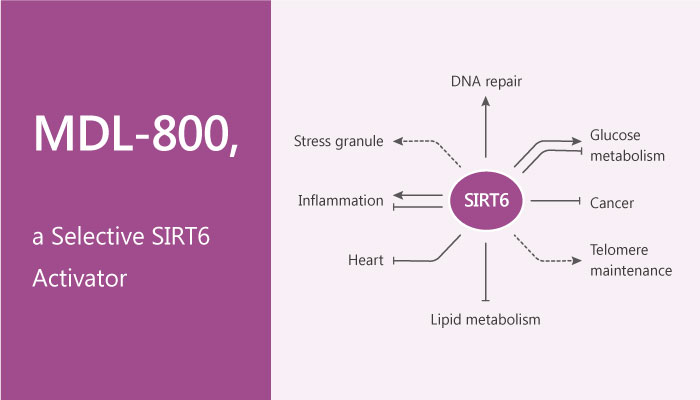 MDL-800, a Selective SIRT6 Activator, Increases SIRT6 Deacetylation Activity